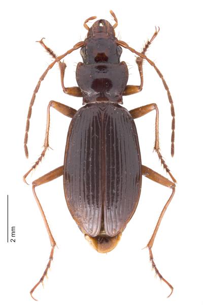   - Nebria cordicollis