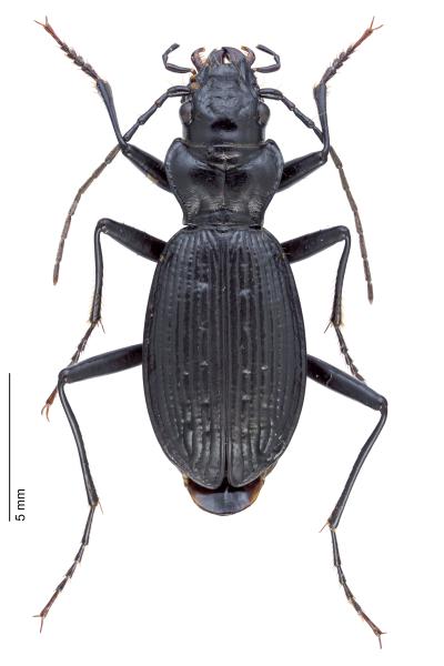 Carabes de Suisse  - Nebria crenatostriata
