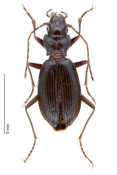   - Nebria fontinalis rhaetica