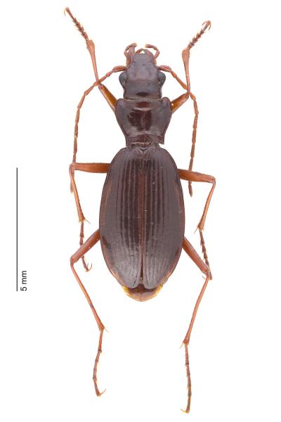 Carabes de Suisse  - Nebria germarii germarii