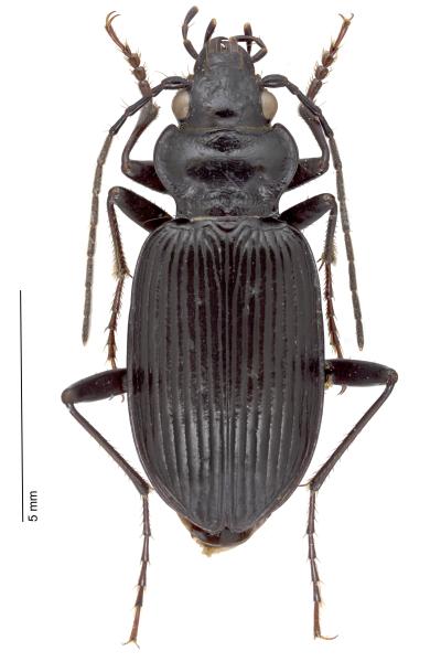   - Nebria gyllenhali gyllenhali