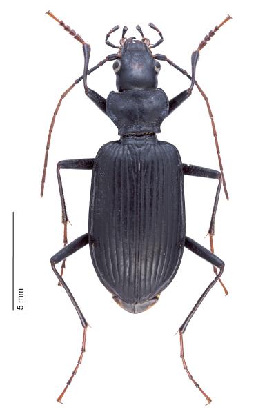 Carabes de Suisse  - Nebria jockischii jockischii