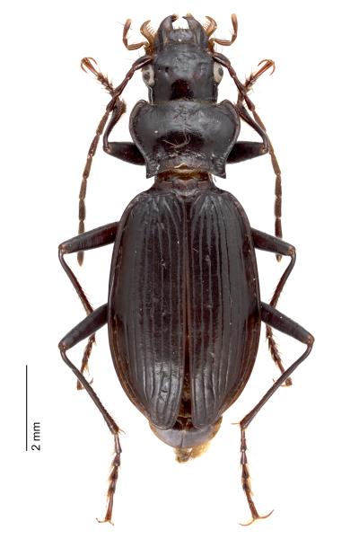   - Nebria laticollis pennina