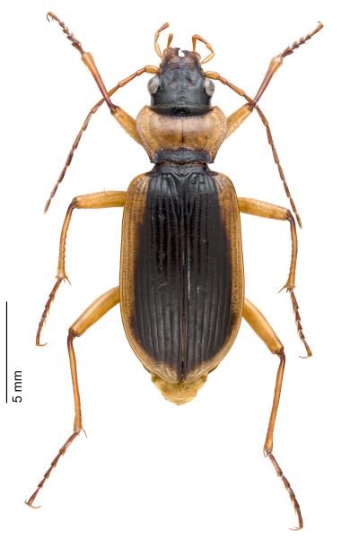   - Nebria livida livida