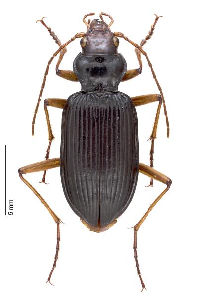  - Nebria picicornis picicornis