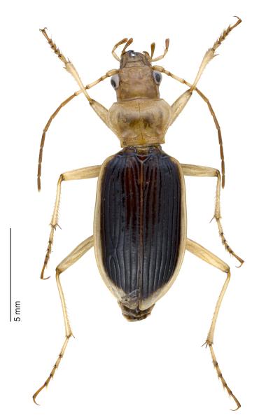   - Nebria psammodes