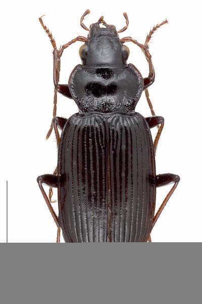 Carabes de Suisse  - Nebria salina