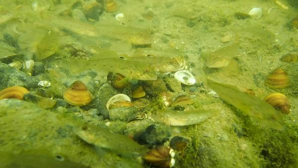 Les espèces néozones de Suisse Gobie à tache noire  - Neogobius melanostomus 