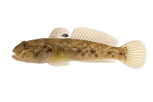 Les espèces néozones de Suisse Gobie à tache noire  - Neogobius melanostomus 