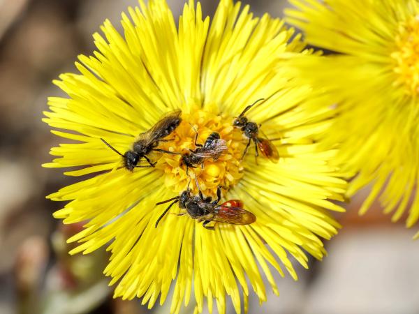 Les abeilles sauvages de Suisse Nomade de Fabricius - Nomada fabriciana