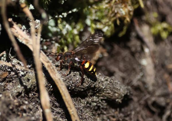 Les abeilles sauvages de Suisse Nomade yeux-clairs - Nomada leucophthalma