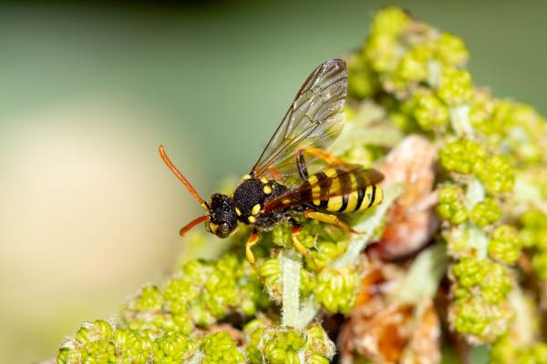 Les abeilles sauvages de Suisse Nomade sanglée - Nomada succincta