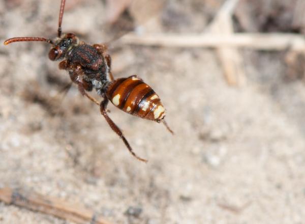 Les abeilles sauvages de Suisse Nomade taches-blanches - Nomada alboguttata