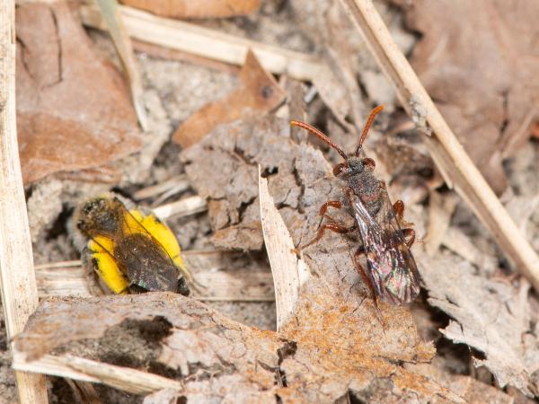 Les abeilles sauvages de Suisse Nomade taches-blanches - Nomada alboguttata