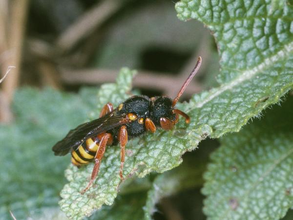 Les abeilles sauvages de Suisse Nomade bifasciée - Nomada bifasciata