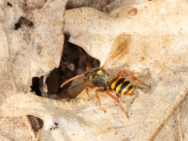 Les abeilles sauvages de Suisse Nomade bifasciée - Nomada bifasciata