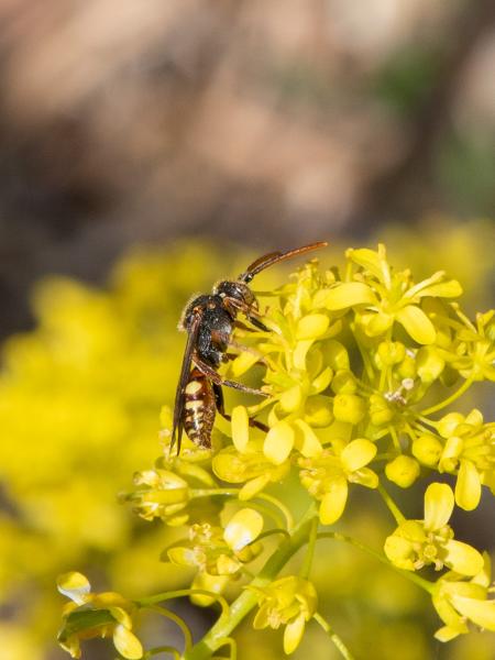 Les abeilles sauvages de Suisse Nomade conjugée - Nomada conjungens