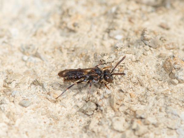 Wildbienen der Schweiz Getrennte Wespenbiene - Nomada distinguenda