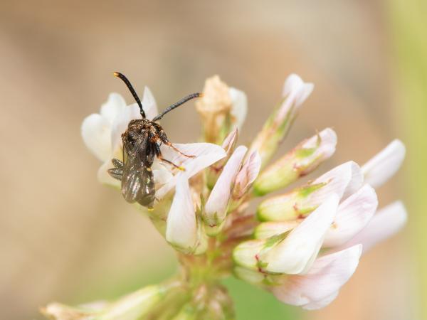 Wildbienen der Schweiz Getrennte Wespenbiene - Nomada distinguenda