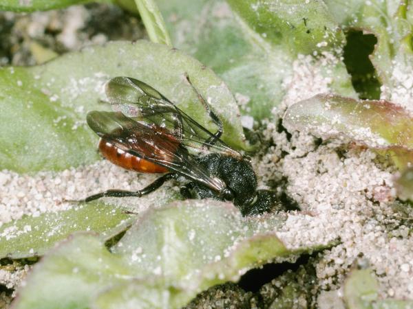 Les abeilles sauvages de Suisse Nomade de Fabricius - Nomada fabriciana