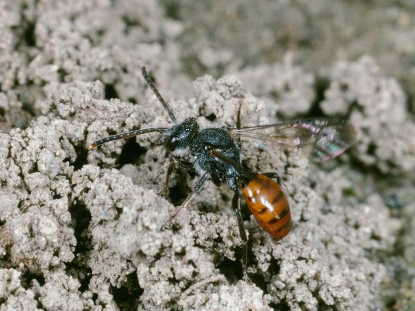 Les abeilles sauvages de Suisse Nomade de Fabricius - Nomada fabriciana