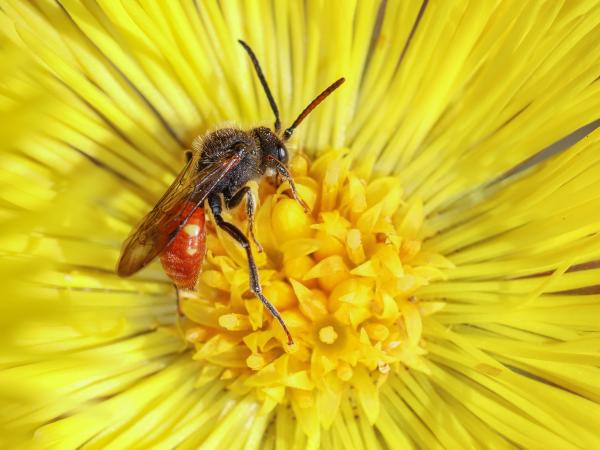 Les abeilles sauvages de Suisse Nomade de Fabricius - Nomada fabriciana