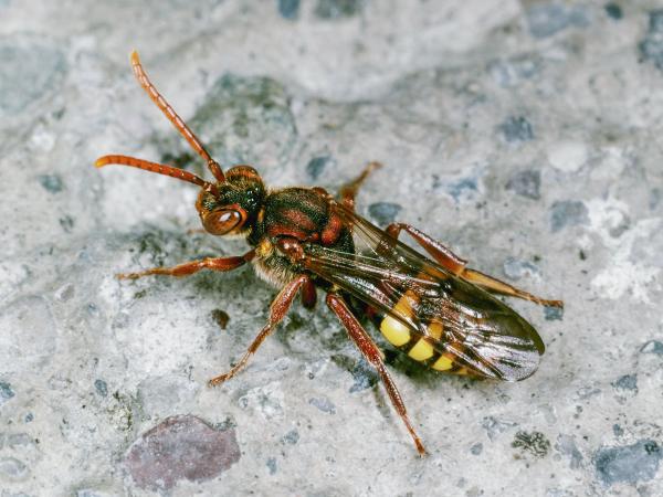 Les abeilles sauvages de Suisse Nomade jaune - Nomada flava