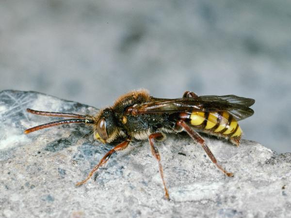 Les abeilles sauvages de Suisse Nomade jaune - Nomada flava