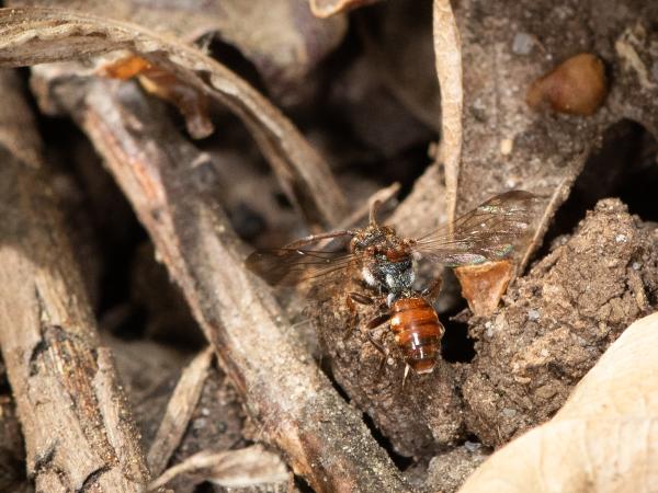 Les abeilles sauvages de Suisse Nomade taches-jaunes - Nomada flavoguttata