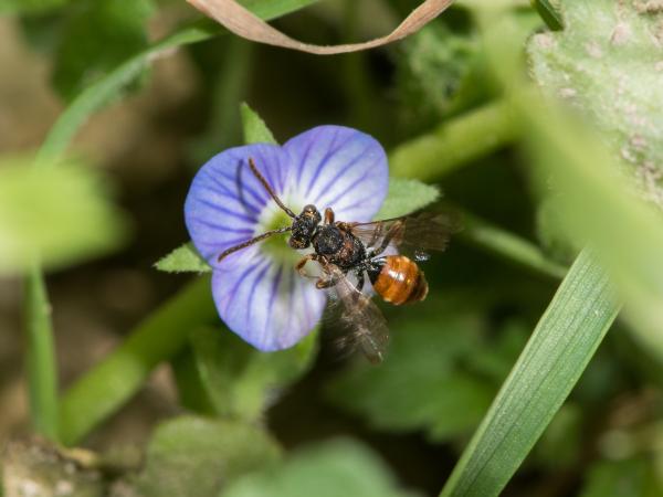 Les abeilles sauvages de Suisse Nomade taches-jaunes - Nomada flavoguttata