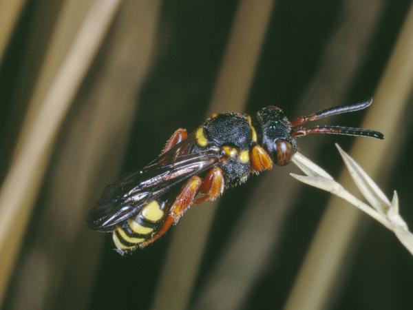 Les abeilles sauvages de Suisse Nomade points-jaunes - Nomada flavopicta