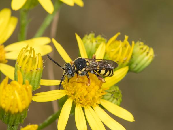 Les abeilles sauvages de Suisse Nomade points-jaunes - Nomada flavopicta