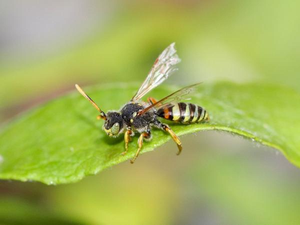Les abeilles sauvages de Suisse Nomade fardée - Nomada fucata