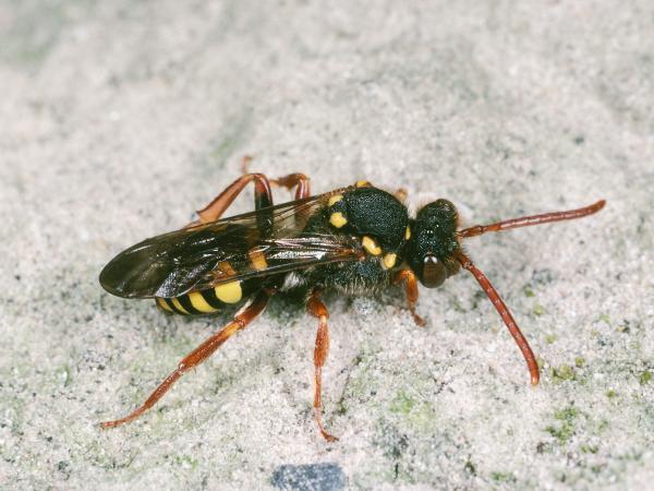 Les abeilles sauvages de Suisse Nomade fulvicorne - Nomada fulvicornis