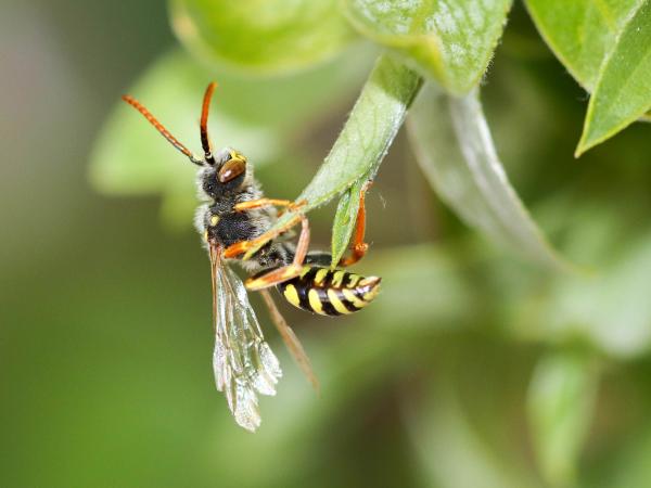 Les abeilles sauvages de Suisse Nomade fulvicorne - Nomada fulvicornis