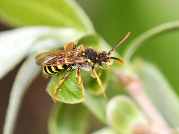 Les abeilles sauvages de Suisse Nomade commune - Nomada goodeniana