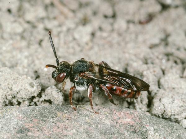 Les abeilles sauvages de Suisse Nomade de l' Epervière - Nomada integra