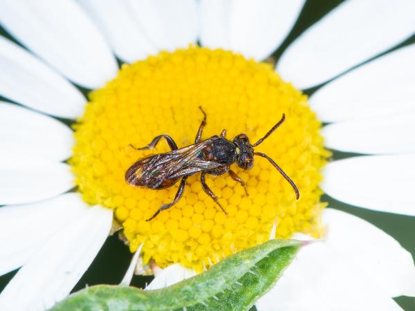 Wildbienen der Schweiz Kohls Wespenbiene - Nomada kohli