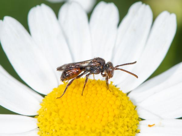 Wildbienen der Schweiz Kohls Wespenbiene - Nomada kohli