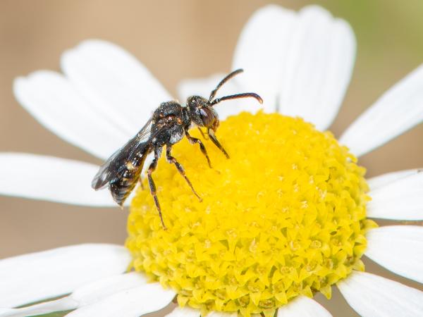 Wildbienen der Schweiz Kohls Wespenbiene - Nomada kohli