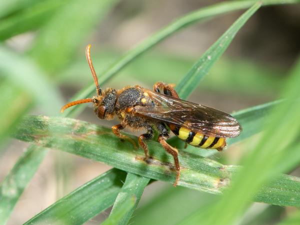 Les abeilles sauvages de Suisse Nomade poils-de-carotte - Nomada lathburiana