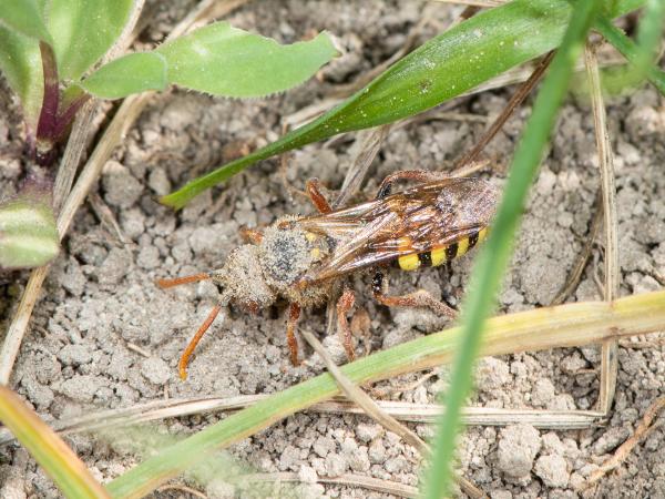 Les abeilles sauvages de Suisse Nomade poils-de-carotte - Nomada lathburiana