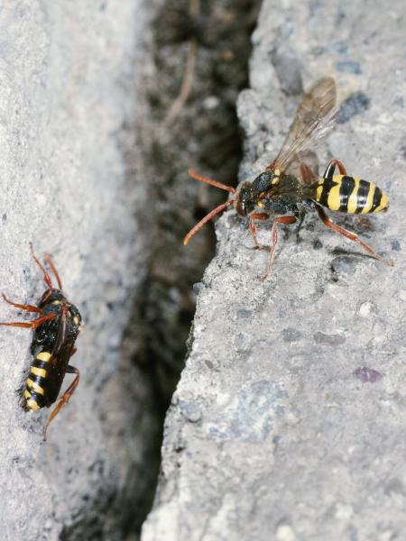 Les abeilles sauvages de Suisse Nomade de Marsham - Nomada marshamella