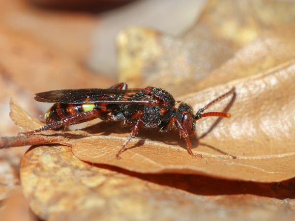 Les abeilles sauvages de Suisse Nomade de Panzer - Nomada panzeri