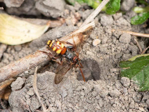 Les abeilles sauvages de Suisse Nomade de Panzer - Nomada panzeri