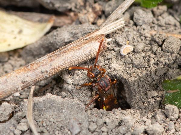 Les abeilles sauvages de Suisse Nomade de Panzer - Nomada panzeri