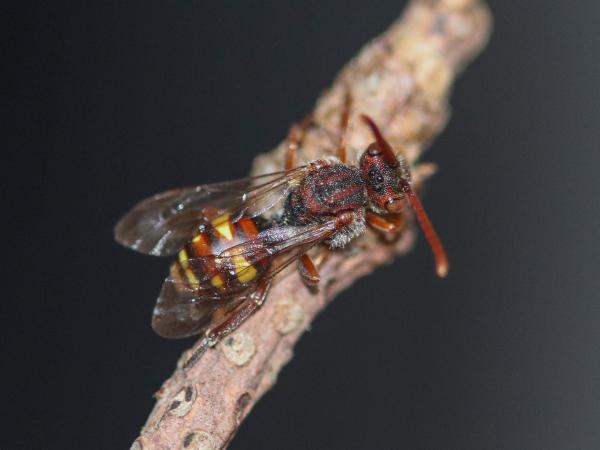 Les abeilles sauvages de Suisse Nomade ruficorne - Nomada ruficornis