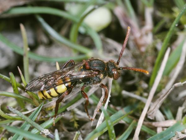Les abeilles sauvages de Suisse Nomade des groseillers - Nomada signata