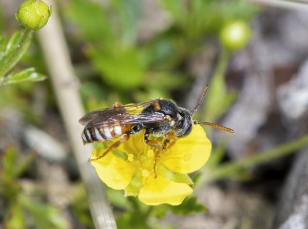 Les abeilles sauvages de Suisse  - Nomada tormentillae
