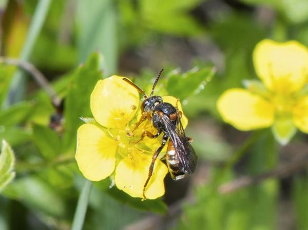 Les abeilles sauvages de Suisse  - Nomada tormentillae